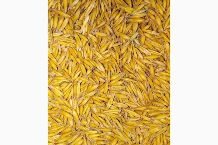 Продам овес- фото № 1