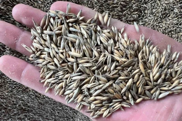 Продам овес 50тон- фото № 1