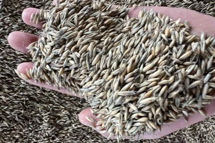 Продам овес 50тон- фото № 2