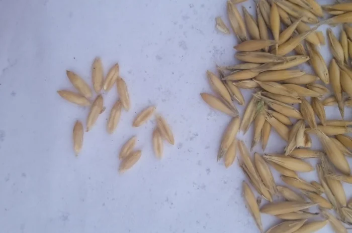 Продам Овес- фото № 1