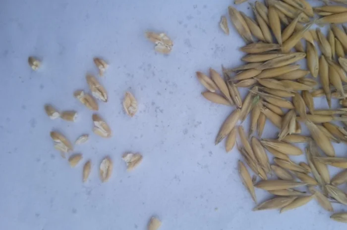 Продам Овес- фото № 2