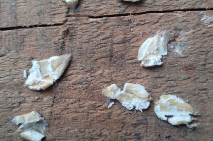 Продам Овес- фото № 3