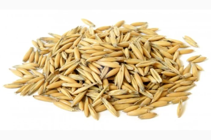 Предприятие на постоянной основе закупает овес- фото № 1