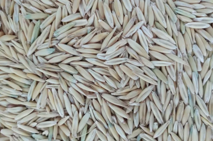 Закупаем Овёс по всей территории Украины- фото № 1