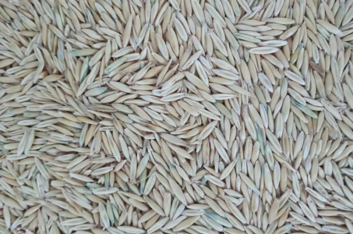 Закупаем Овёс по всей территории Украины- фото № 2