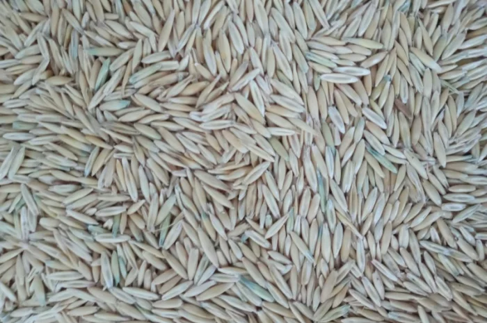 Закупаем Овёс по всей территории Украины- фото № 3