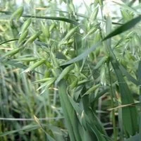 Овес насіння- фото № 5