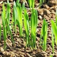 Овес насіння- фото № 3