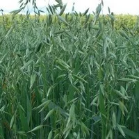 Овес насіння- фото № 4