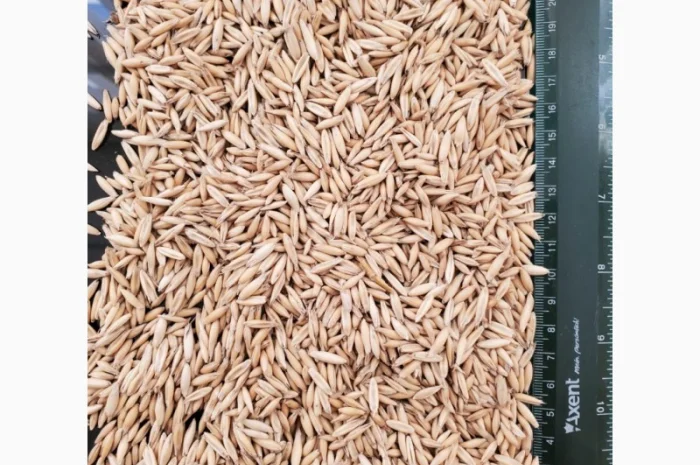 Продам овес на експорт- фото № 1