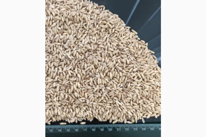 Продам крупу вівсяну недроблену на експорт- фото № 1