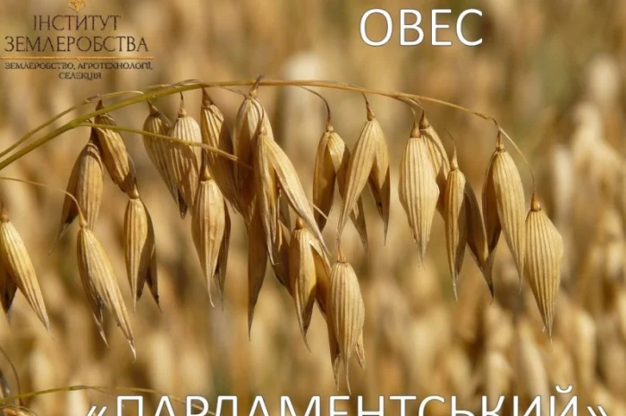 Посівний овес Парламентський ( с/еліта, еліта)- фото № 1