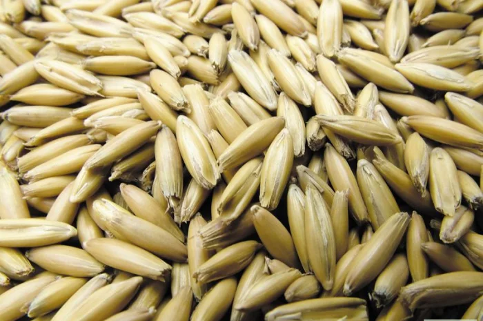 Семена овса продовольственного. Сорт Черниговский 28. 1 репродукция- фото № 1