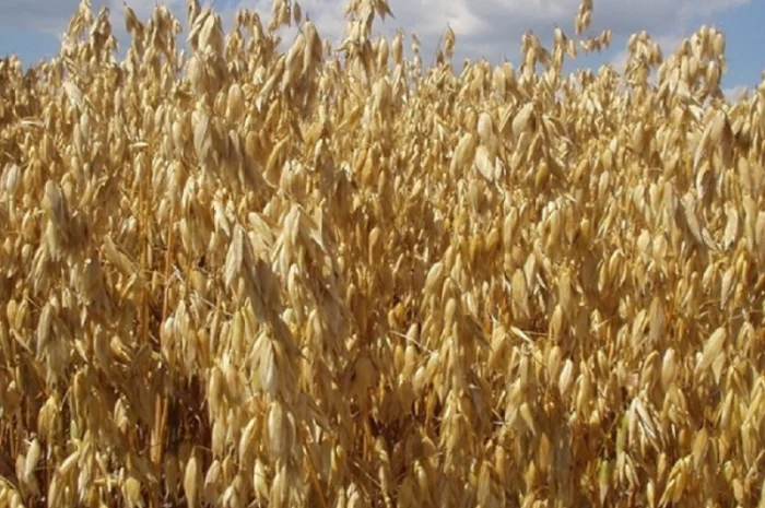 Семена голозерного овса Самуэль. 1 репродукция- фото № 1