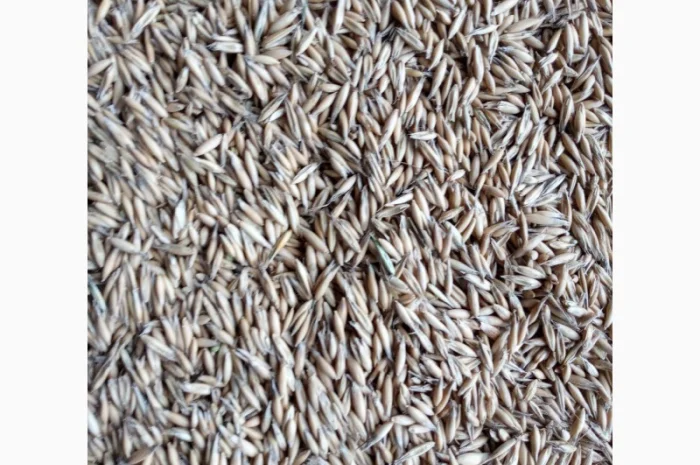 Продам овес (нал)- фото № 2