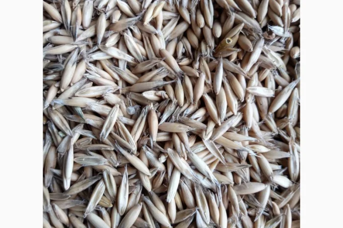 Овес, сорт Парламентский 1р- фото № 2