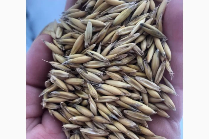 Овес насінневий- фото № 1