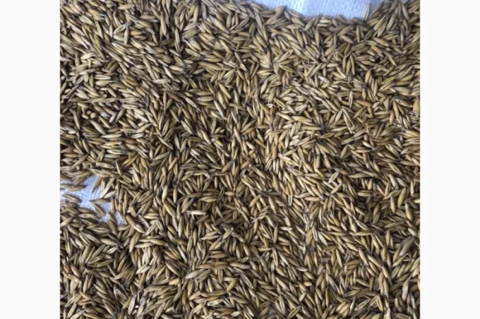 Овес насінневий- фото № 2