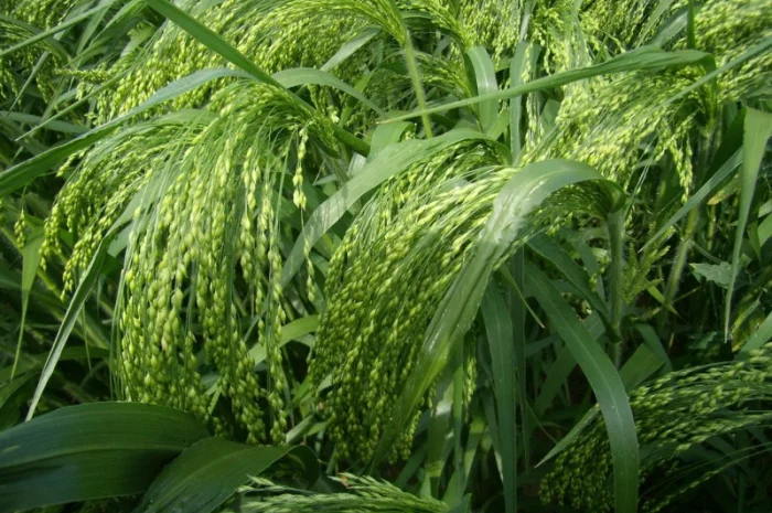 Просо еліта/с.еліта- фото № 1