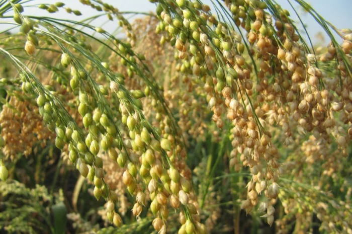 Просо Полтавське Золотисте (посівне) від ОРИГІНАТОРА, Еліта- фото № 2