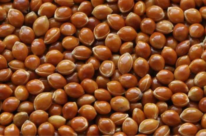 НАСІННЯ ВІД ОРИГІНАТОРА. Ультранньостигле просо Золушка (еліта)- фото № 1