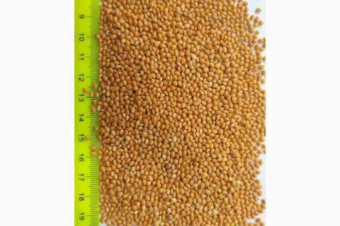 Продажа проса – высококачественное продовольственное зерно- фото № 2