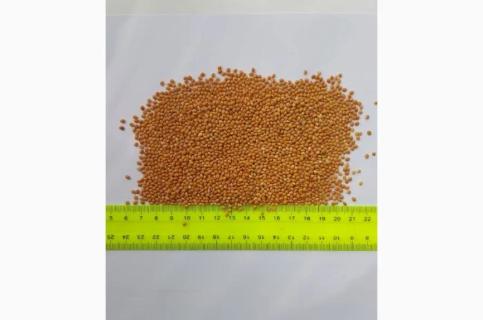 Продажа проса – высококачественное продовольственное зерно- фото № 1