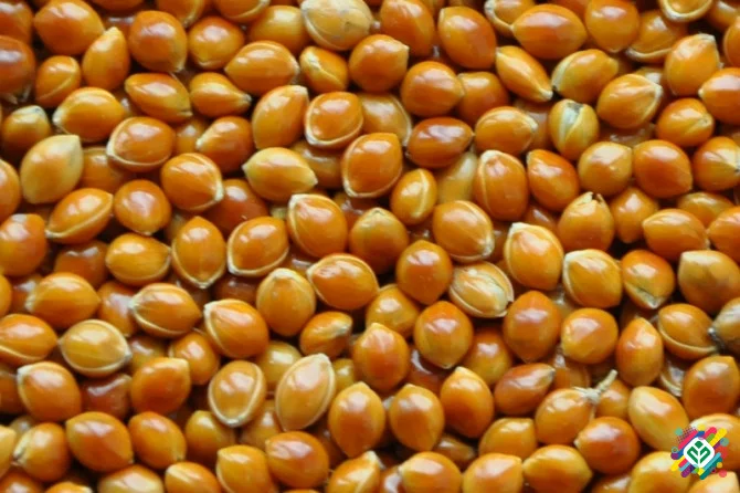 Продаж насіння проса Біла Альтанка- фото № 1