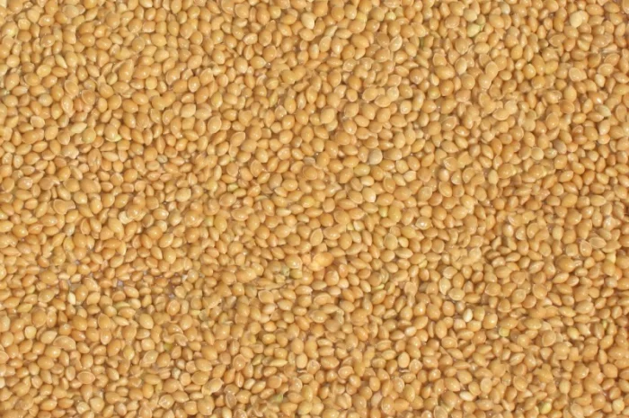 Семена проса СКАДО элита 1 репрод- фото № 1