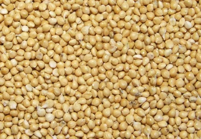 Семена проса Константиновское елита 1 репродукція на продаж- фото № 1