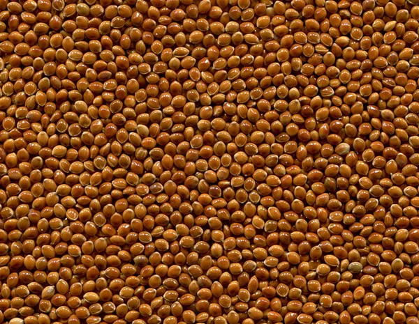 Семена проса сорту Козацкое, еліта 1 репродукція- фото № 1