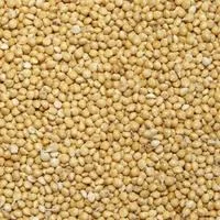 Семена проса ВИТРИЛО элита 1 репрод- фото № 1