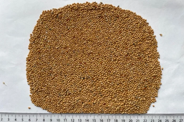 Куплю просо жовте- фото № 1