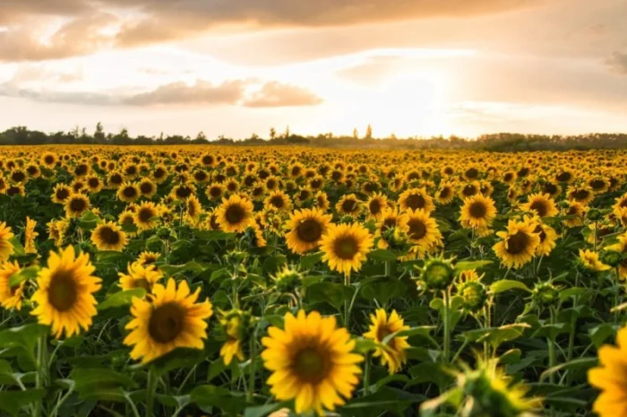 Кругле чорне просо в мішках по 25 кг- фото № 1