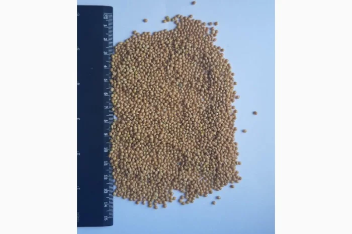 Продаж проса для експорту- фото № 1