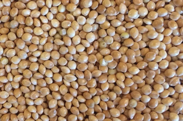 Закупівля Проса в Ніжині- фото № 1