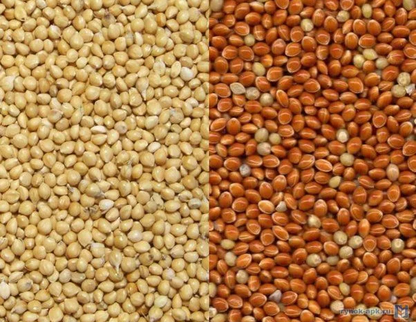 Куплю просо жовте, червоне, біле- фото № 1