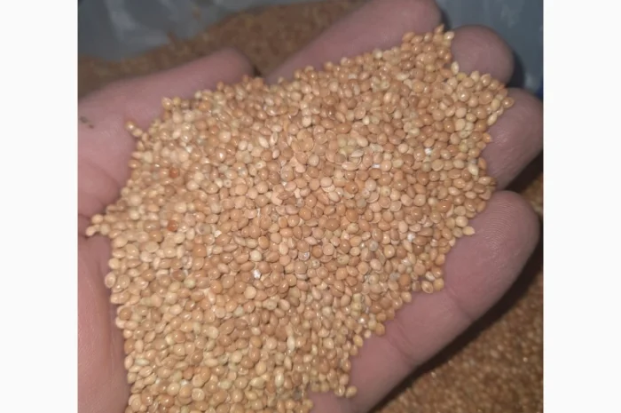 Закупівля жовтого та червоного проса- фото № 1