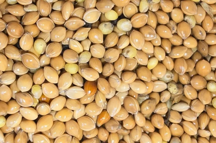 Жовте просо Біла альтанка 1 репродукція- фото № 1