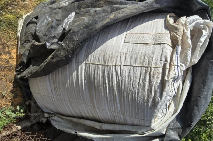 Жовте просо Біла альтанка 1 репродукція- фото № 2