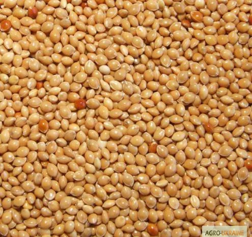 Закупівля проса жовтого, білого, червоного та чорного- фото № 1