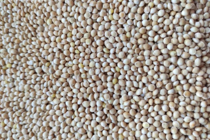 Семена просо белого, сорт "Омрияне"- фото № 1