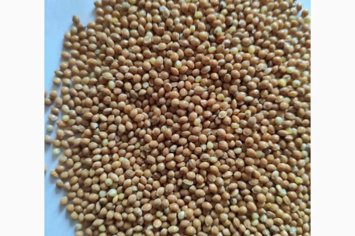 Семена просо Белая альтанка, 1 репродукция- фото № 1