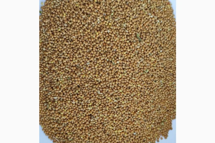 Продам просо жовте органічне Organic Standard (Panicum miliaceum) - 400т., б/г або $- фото № 1