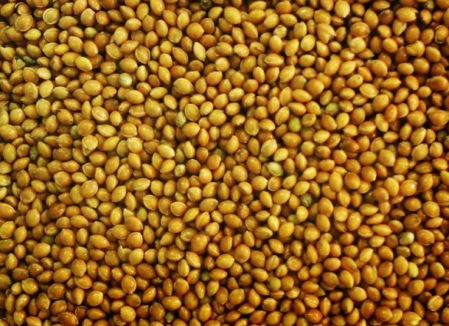 Купівля проса жовтого- фото № 1