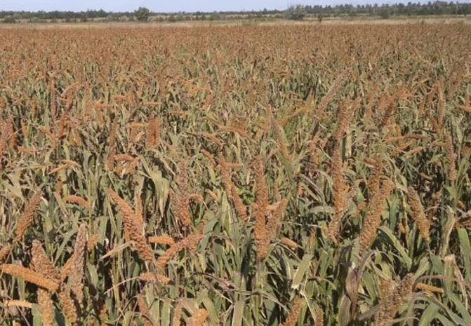 Продажа ПРОСО Чумиза в большом объеме- фото № 2