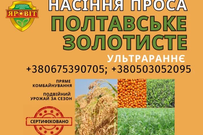 Насіння проса для високих урожаїв- фото № 1