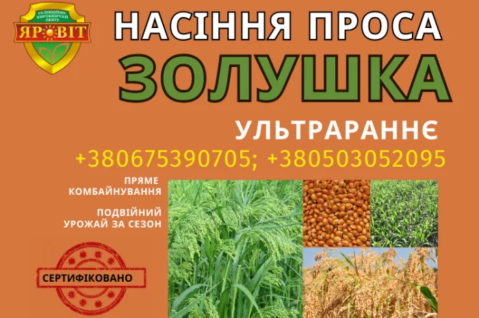 Насіння проса – ультрараннє, високий вихід крупи- фото № 1