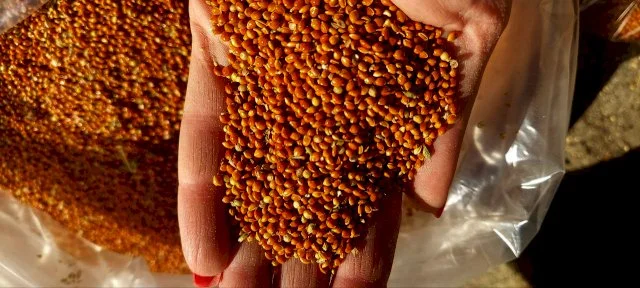 Продается красное просо по выгодной цене- фото № 2