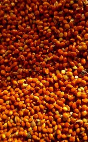 Продается красное просо по выгодной цене- фото № 3